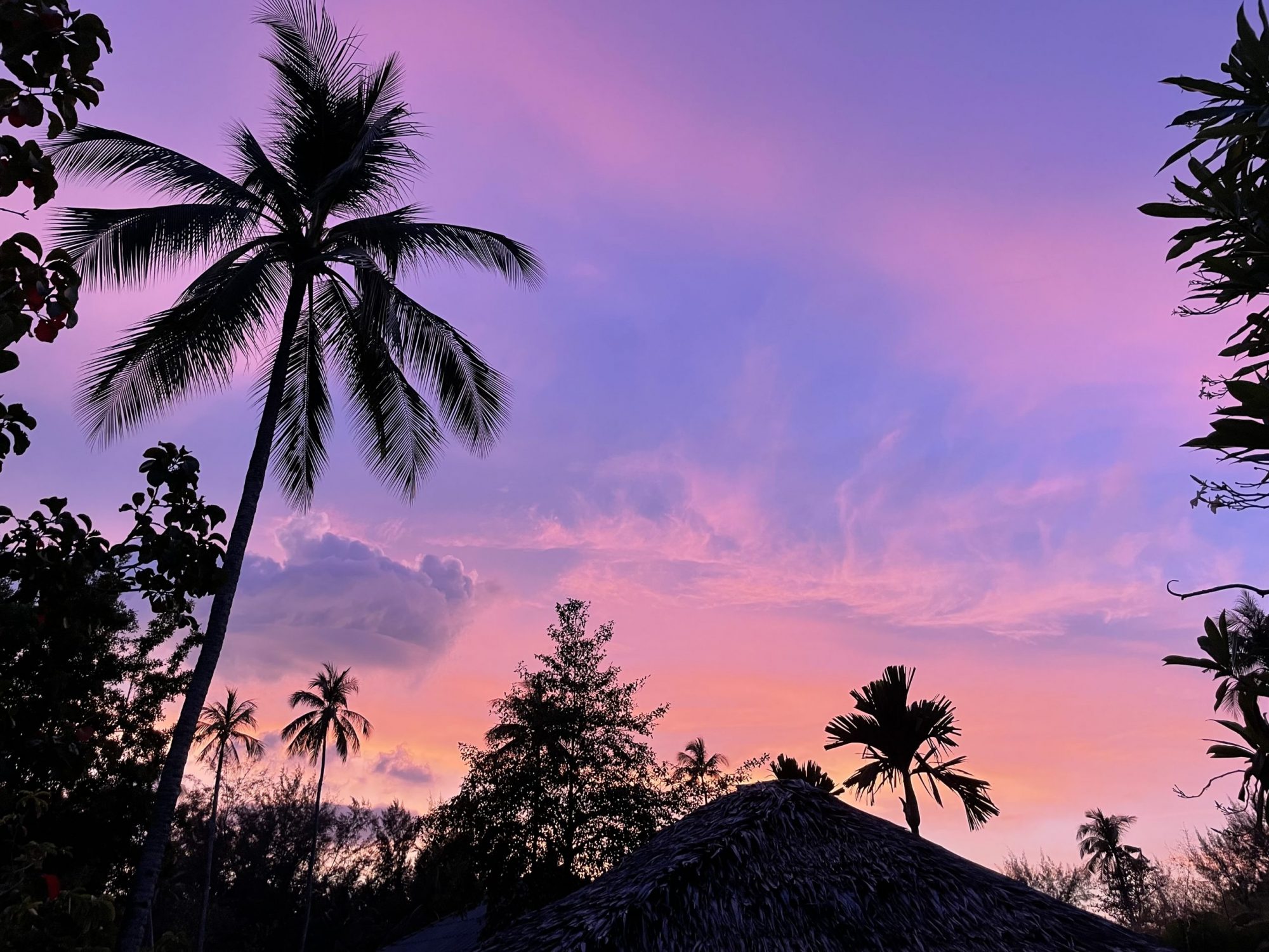 purple and pink sky with palm trees