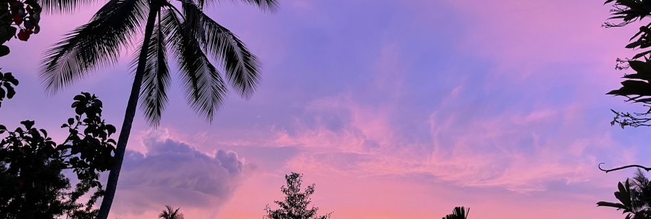 purple and pink sky with palm trees